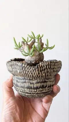 2026年最新】ペアルソニーの人気アイテム - メルカリ