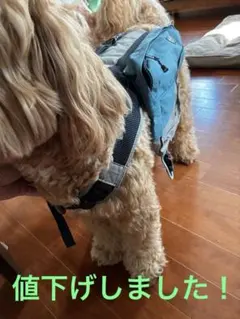 OUTWARD HOUND 犬用キャリーバッグ 中型犬用