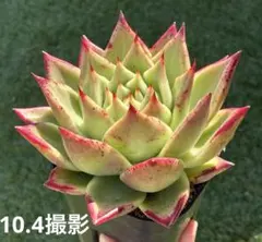 エボニー×コロラータ 抜き苗 大苗 デカベリア 多肉植物 エケベリア