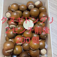 クヌギ どんぐり 200個 2センチ前後 リース素材 ハンドメイド資材 木の実