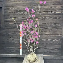 ミツバツツジ/花芽多数【現品発送】管理80111 2026年最新】ミツバツツジ 苗の人気アイテム - メルカリ