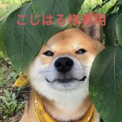 こじはる様専用画像確認用