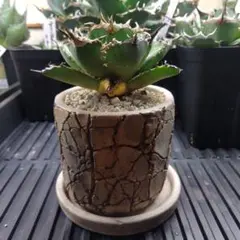 2025年最新】阿修羅 アガベの人気アイテム - メルカリ