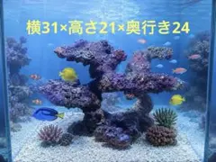 人工ライブロック SG10 擬岩/30cm水槽〜/海水水槽/サンゴ水槽 - メルカリ