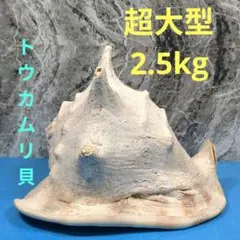 珍品　唐冠貝（トウカムリガイ）H23cmxW20cmxD23cm 美品 2026年最新】唐冠貝の人気アイテム - メルカリ
