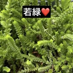 サ*シ様 多肉植物　若緑❤️【カット苗／抜き苗(対応可能)】　約100g入り