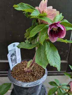 2026年最新】広瀬園芸のクレオパトラの人気アイテム - メルカリ