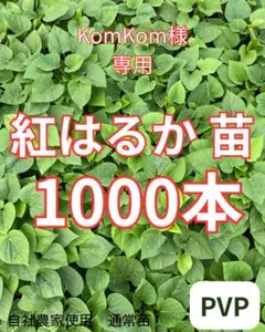 2026年最新】紅はるかの種芋の人気アイテム - メルカリ