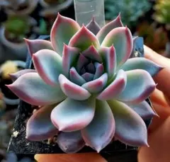 2025年最新】miya苗の人気アイテム - メルカリ