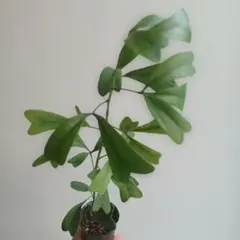 ku9243様 リクエスト 3点 まとめ商品