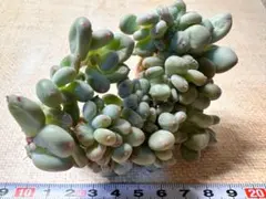 l*t様 1055新品種　三日月綴化　エケベリア　多肉植物　大株