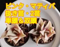 多肉★ピンク・マティバ ★抜き苗・2苗・ヘッド5cm前後（単頭1苗・双頭1苗）