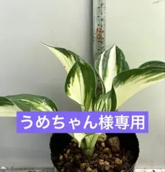 うめちゃん様専用