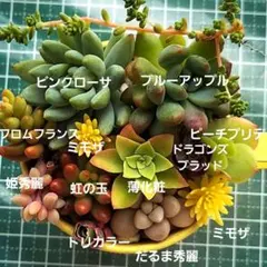 寄せ植えセット　カット苗　多肉植物　ブルーアップル