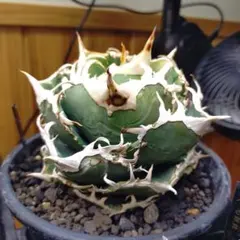 2025年最新】Cok アガベの人気アイテム - メルカリ