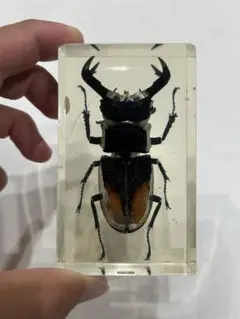 オウゴンオニクワガタ樹脂標本 ウェイト - メルカリ