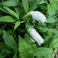 オカトラノオ 苗 宿根山野草 3株 安曇野自宅の森に自生しているものですのサムネイル