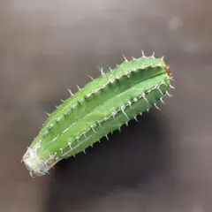 大正キリンのサムネイル