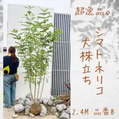 門かぶり美形。山採りアオダモ2.9M(鉢底から) - メルカリ