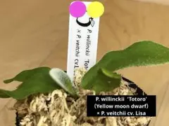 2026年最新】veitchii dwarfの人気アイテム - メルカリ