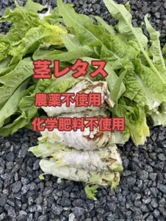 新鮮な 茎レタス 莴笋 箱込み5キロ 超お得 - メルカリ