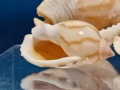 2026年最新】トウカムリの人気アイテム - メルカリ