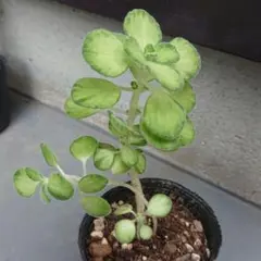 アロマティカス ライムシャワー⑥