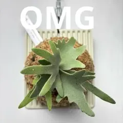 P. Willinckii Spur(TC)[58] - メルカリ