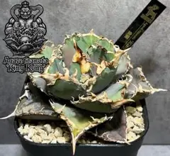 金剛　TC アガベ　チタノタ アガベ チタノタ 金剛 美株【発根管理中】TC株 Agave titanota