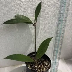 2026年最新】ホヤ 植物の人気アイテム - メルカリ