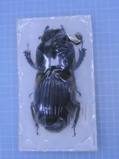 最後の在庫 ペルー産 ギガンテウスシワバネクワガタ 72mm 42mmペア