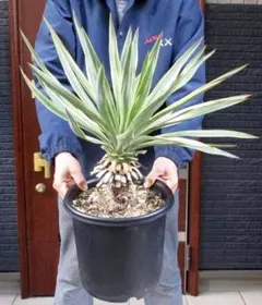 2025年最新】ユッカ グロリオサ キミガヨランの人気アイテム - メルカリ