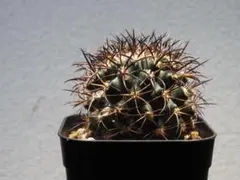 2025年最新】コピアポア グリセオビオラセアの人気アイテム