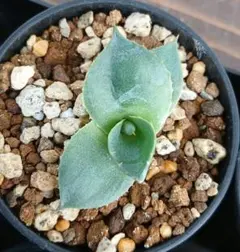 2026年最新】トランカータ 実生の人気アイテム - メルカリ