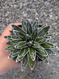 2025年最新】アガベ 姫笹の雪の人気アイテム - メルカリ