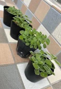 【根付き】アロマティカス 観葉植物ハーブ 虫よけ癒しの香り　4ポットごと