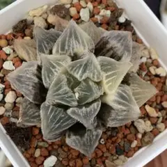 多肉植物 ハオルチア 鐘乳石錦 - メルカリ