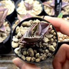 2025年最新】オテロイ実生の人気アイテム - メルカリ