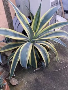 アガベ　ウェベリー　超特大株 アガベ ウェベリー 超特大株