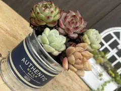 多肉植物 エケベリア 5苗セット