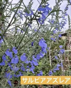 サルビアアズレア　青い花　苗　宿根草　パケットポスト箱のサムネイル