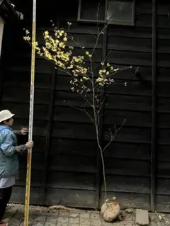 2026年最新】コハウチワカエデ 山採りの人気アイテム - メルカリ