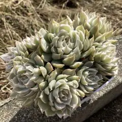 2025年最新】ハルビンゲリ錦の人気アイテム - メルカリ