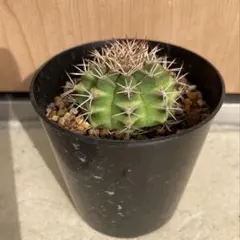 m*y様 王冠竜　12号 m*y様 王冠竜 12号 m*y様 王冠竜 12号