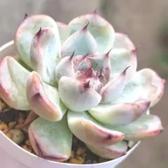 ストロベリーミルククラウン おらいさん苗 ミックスベリア 多肉植物