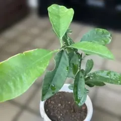 弱い鰯様 リクエスト 2点 まとめ商品