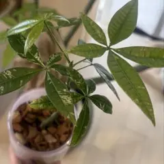 【セール】パキラ　斑入り　散り斑　No.001　鉢、送料込　メルカリ便 2025年最新】パキラ 斑入り 実生の人気アイテム - メルカリ