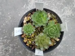 Os PLANTS さん 豊穣天女 抜き苗 - メルカリ