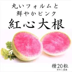 【野菜の種】中が鮮やかピンク「あざやか紅心大根」種２０粒　収穫約６０日～ 野菜の種】中が鮮やかピンク「あざやか紅心大根」種20粒 収穫約60