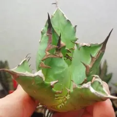 gumi_plants様 リクエスト 2点 まとめ商品